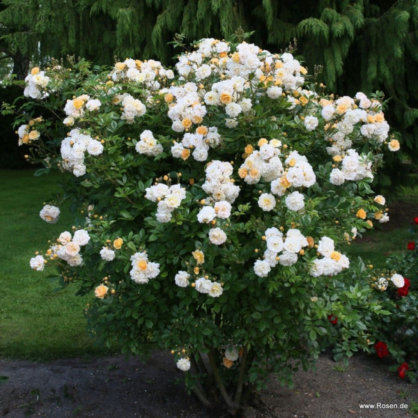 GHISLAINE DE FELIGNODE